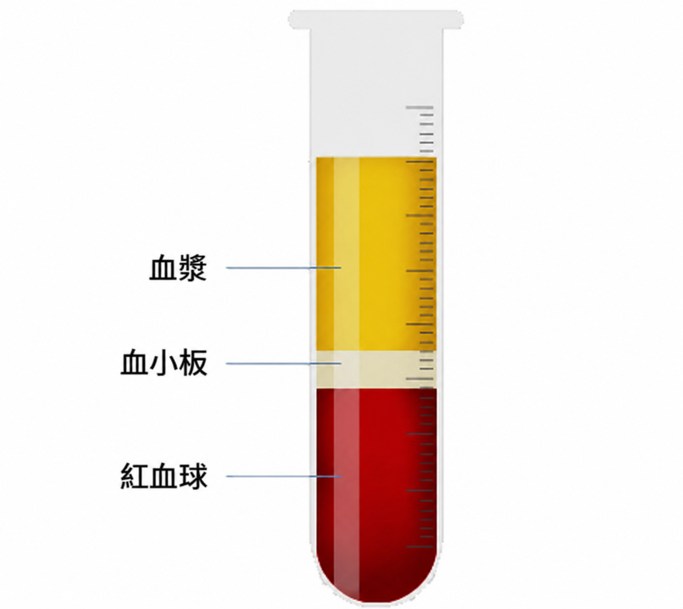 血液離心分離後的組成示意